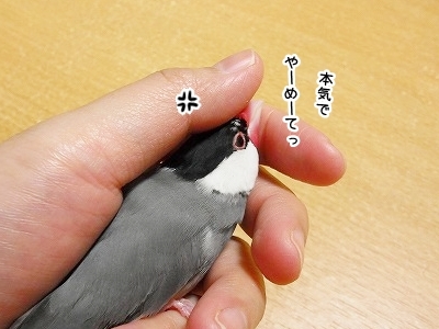 ブンチョ日誌
