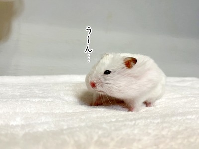 s-IMG_7226