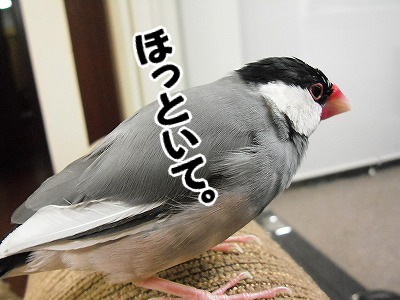 ブンチョ日誌