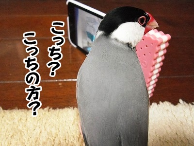 ブンチョ日誌