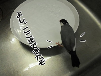 ブンチョ日誌