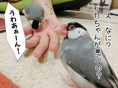 s-CIMG0988