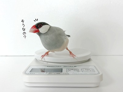 減っていますように…！ : ブンチョ日誌 Powered by ライブドアブログ