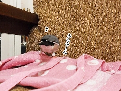 ブンチョ日誌