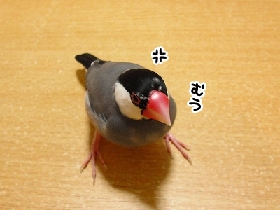 ブンチョ日誌
