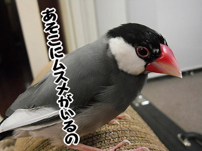 ブンチョ日誌