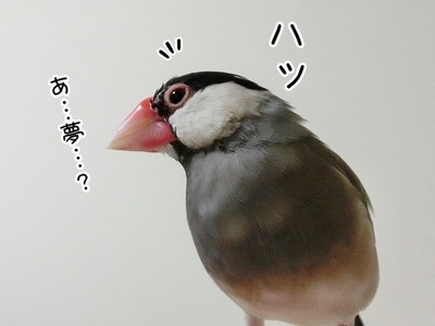 s-CIMG9541