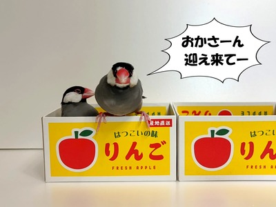 快適な文鳥と寂しい文鳥 : ブンチョ日誌 Powered by ライブドア