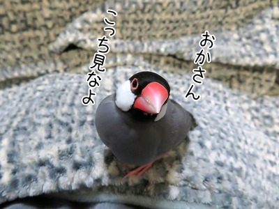 s-IMG_3223