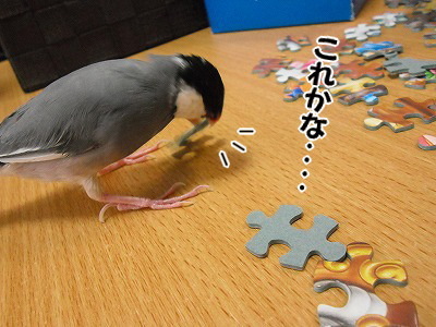 ブンチョ日誌