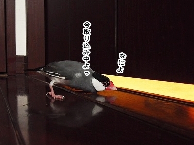 ブンチョ日誌