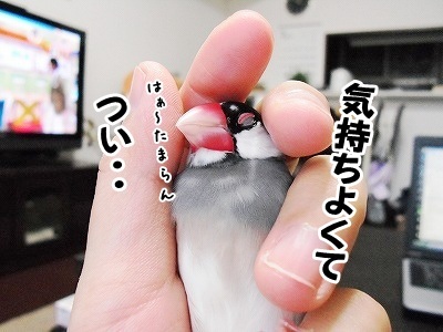 ブンチョ日誌