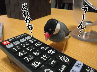 ブンチョ日誌