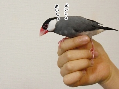 ブンチョ日誌