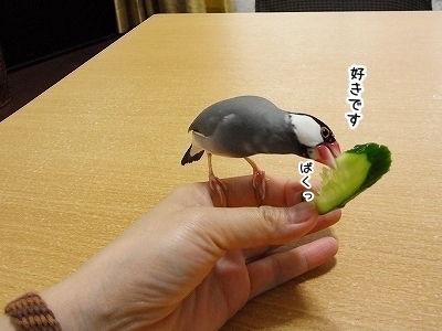 ブンチョ日誌