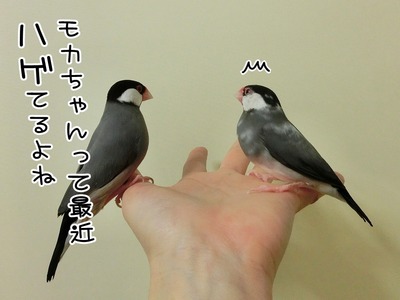 s-CIMG4434