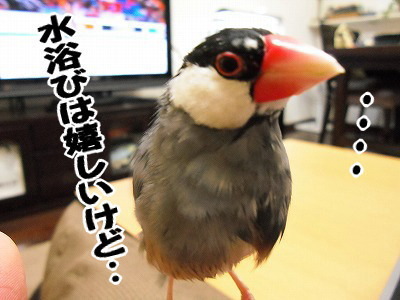 ブンチョ日誌