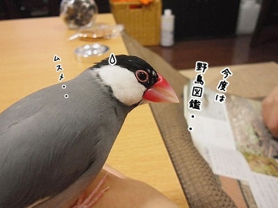 ブンチョ日誌