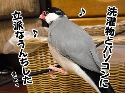 ブンチョ日誌