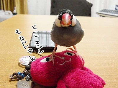 ブンチョ日誌