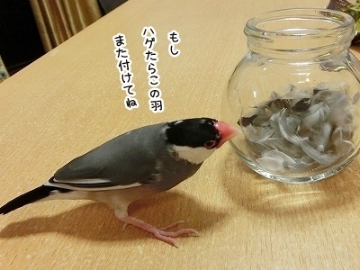 ブンチョ日誌