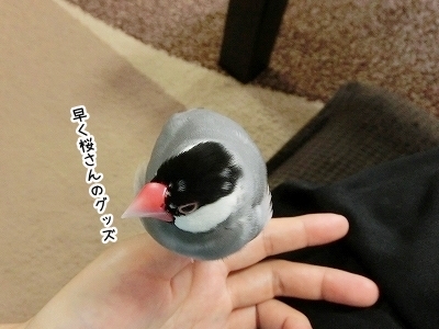 ブンチョ日誌