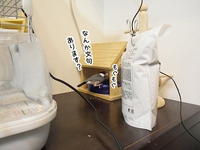 ブンチョ日誌