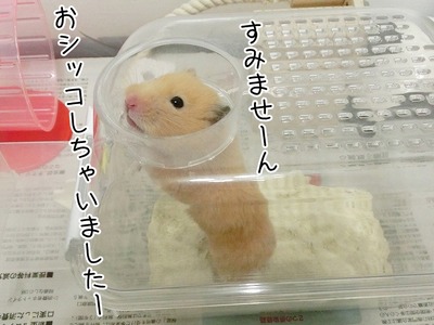 s-CIMG0103