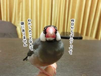 ブンチョ日誌