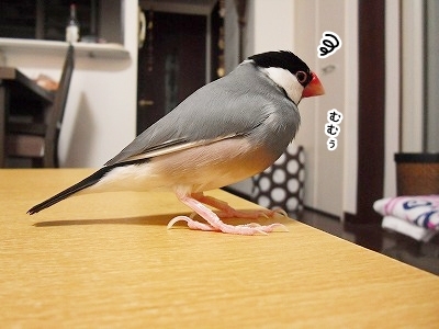 ブンチョ日誌