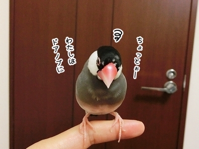 ブンチョ日誌