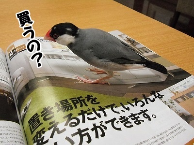 ブンチョ日誌