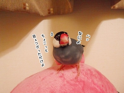ブンチョ日誌