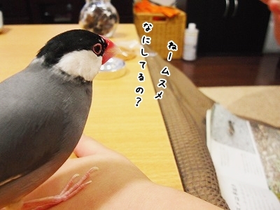 ブンチョ日誌