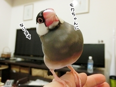 ブンチョ日誌