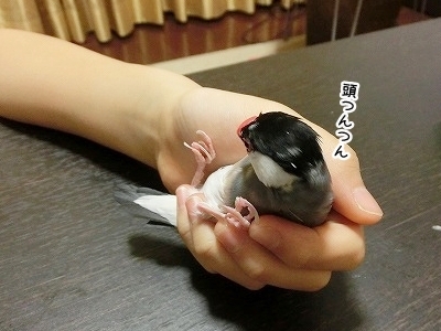 ブンチョ日誌