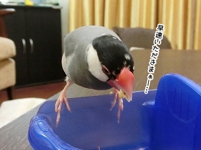 ブンチョ日誌
