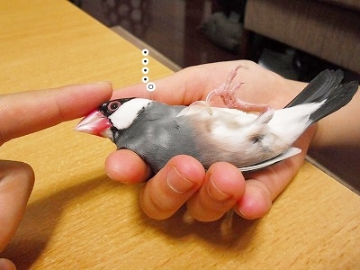 ブンチョ日誌