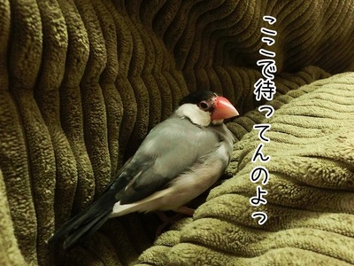 s-CIMG5478