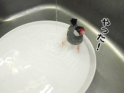 ブンチョ日誌