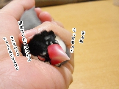 ブンチョ日誌
