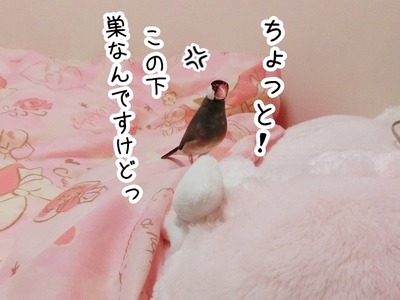 s-CIMG6637