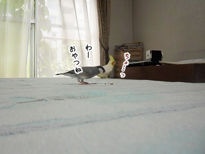 ブンチョ日誌