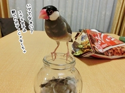 ブンチョ日誌