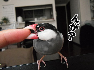 ブンチョ日誌