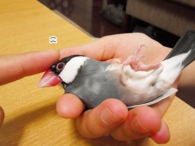ブンチョ日誌