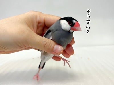 s-IMG_8354