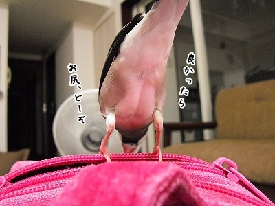 ブンチョ日誌