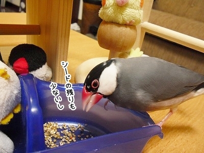ブンチョ日誌
