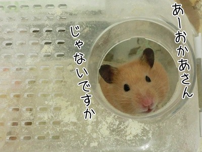 s-CIMG9815